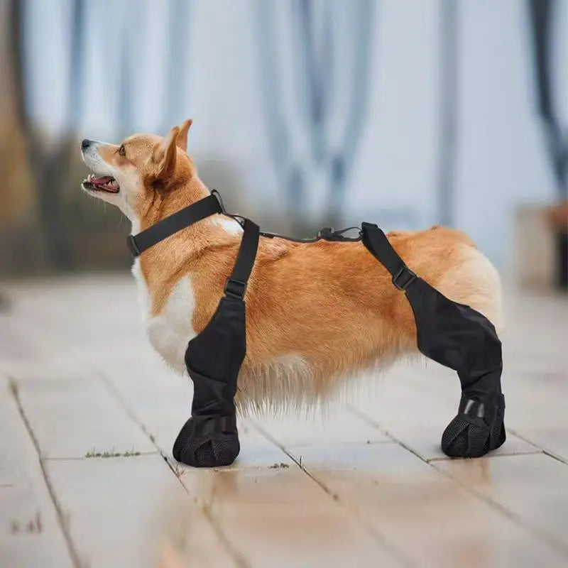 Short-legged dog wearing anti-slip dog boots outdoors